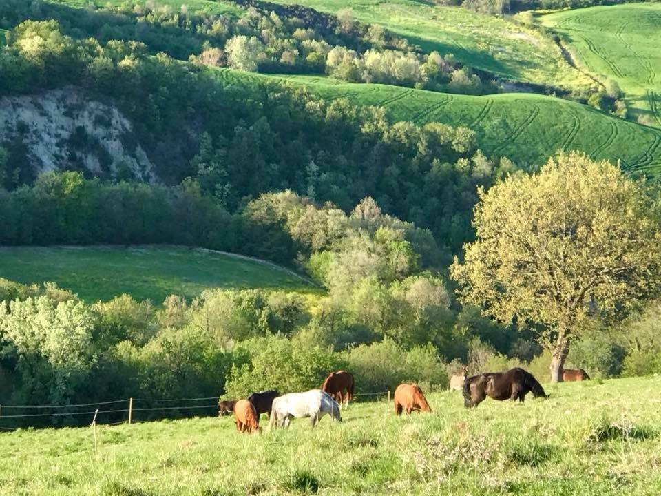 Willa Agriturismo "Le Cannelle" Spa & Day Wellness Fossombrone Zewnętrze zdjęcie